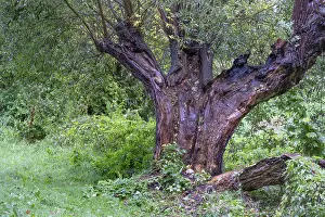 Lightning Strike Germany Drucke: Old willow tree (Salix) split by lightning