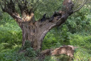 Old Willow Tree Drucke: Old willow tree (Salix) split by lightning