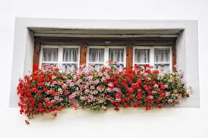 Inflorescence In Open Air Drucke: Old Window with Flowers