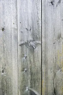 Close Up Wood Grain Drucke: Old wood texture