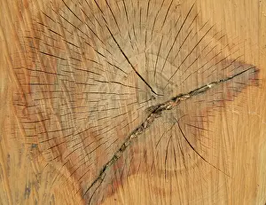 Deserted Tree Drucke: Old wood texture