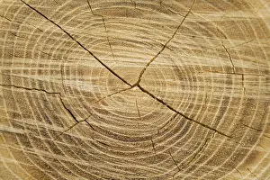 Old Wood Texture Drucke: Old wood texture