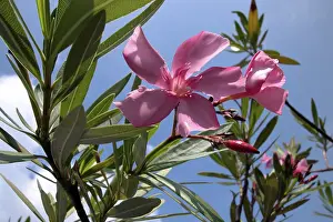 Ornamental Plant Photos Drucke: Oleander