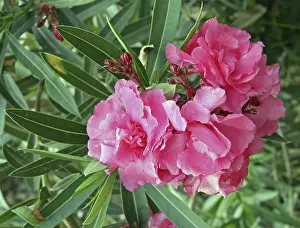 Pink Rose Blossom Drucke: Oleander