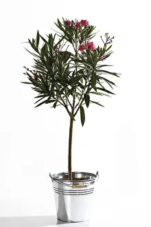 Studio Botany Photos Drucke: Oleander (Nerium oleander)