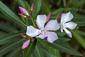 Oleander Flower Drucke: Oleander (Nerium oleander), also oleander