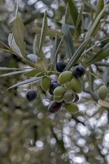 Deserted Agricultural Land Drucke: Olive grove