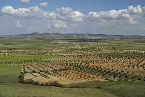 Agricultural Countryside Scenery Drucke: Olive grove