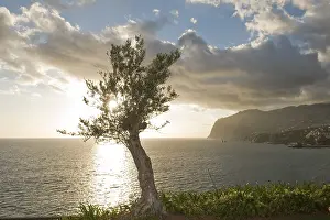 Evening Light On The Shore Drucke: Olive tree in front of the cliffs of Cabo Girao