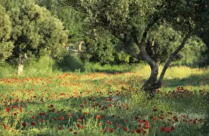 Mediterranean Sea Landscape Drucke: Olive tree forest in spring, Samothraki island