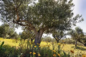 Olive Tree Greece Drucke: Olive tree (oliva) on spring meadow