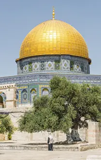 Dome Of The Rock Architecture Drucke: Olive tree on a square in front of the Dome of the Rock