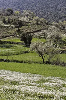 Olive Trees Crete Drucke: Olive trees and blossoming trees