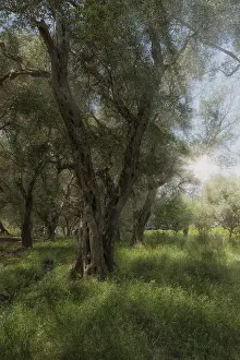 Lamiales Plant Species Drucke: Olive trees on Corfu, Greece
