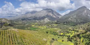 Southeast Europe Nature Scene Drucke: Olive trees in spring, Preveli
