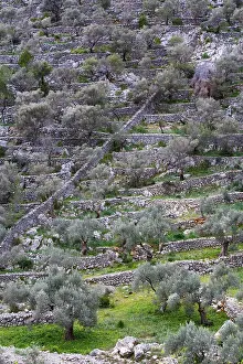 Deserted Spanish Landscapes Drucke: Olive trees, terrace construction