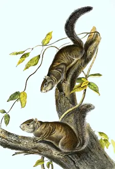Color Lithograph Reproduction Drucke: Ollie squirrel (Sciurus colliaei)