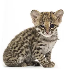 Tiger Drucke: Oncilla, Leopardus tigrinus, 5 Wochen alt.