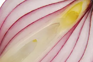Studio Shot Of Onion Drucke: Onion