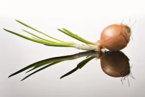 Vegetable Nutrition Drucke: Onion