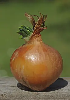 European Vegetables Drucke: Onion beginning to sprout, Germany