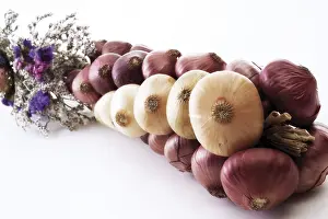 Common Kitchen Onion Drucke: Onions