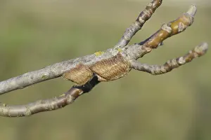 Southern Russia Animals Drucke: Ootheca mantis on the branches of a tree