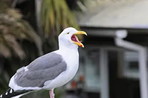 California Wildlife Drucke: Open-billed seagull against blurred background