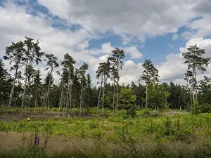 Cloudy Sky Landscape Photography Drucke: Open forest with high sky and cloudy sky