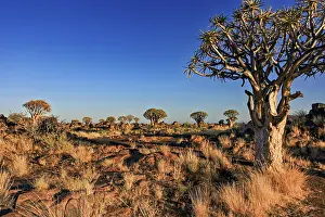 Clear Blue Sky Drucke: An open landscape lined with baobabs under a clear blue sky