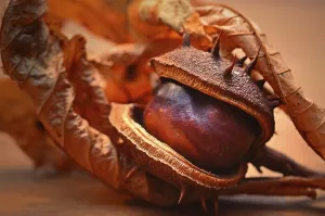 Autumnal Mood In Nature Drucke: Opened chestnut (Castanea) with foliage
