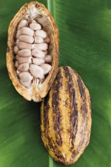 Studio Shot Still Life Drucke: Opened Cocoa fruit