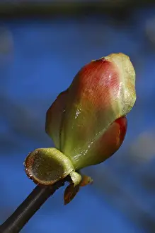 Springtime Nature Images Drucke: Opening leaf bud of a chestnut tree