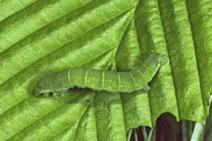 Butterfly Larva Stages Drucke: Oporinia dilutata, spanner caterpillar