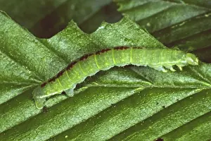 Camouflage Hints In Nature Drucke: Oporinia dilutata, spanner caterpillar