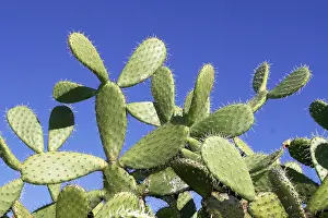 Succulent Plant Drucke: Opunzia