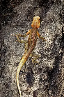 Drucke von Orangen-brauner Echsenkrieger, der sich an einem Baumstamm emporzieht, gut getarnt in der natürlichen Umgebung, indischer Gartenschildkrötenartiger nahe Sigiriya in Sri Lanka (Calotes versicolor) Versicolor Drucke: Orangen-braune Eidechse klettert auf einem Baumstamm.