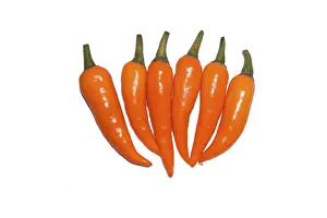 Agricultural Crops Images Drucke: Orange chilies