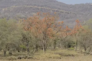 Ranthambore National Park Drucke: Orange-flowered trees in a dry