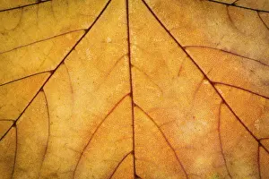 Deserted Autumn Landscape Drucke: Orange maple autumn leaf texture