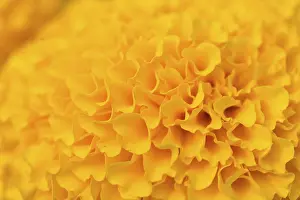 Common Daisy Flowers Drucke: Orange Marigolds flower fields, selective focus