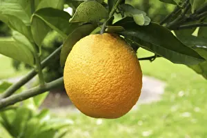 Citrus Fruit Drucke: Orange on a orange tree