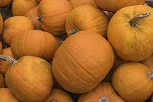 Orange Pumpkins Drucke: Several orange round pumpkins lying close together