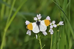 Springtime In Central Europe Drucke: Orange tip butterfly, Spring, Germany