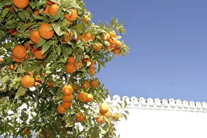 Freshly Picked Oranges Drucke: Orange tree with fruit