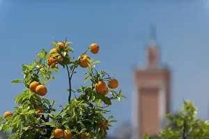 Marrakech Morocco Drucke: Orange tree, orange, cirus, fruit