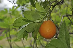 Fruit Nutrition Drucke: Orange tree, orange, fruit, fruit
