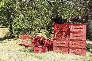Agricultural Crops Italy Drucke: Orange trees and boxes of oranges