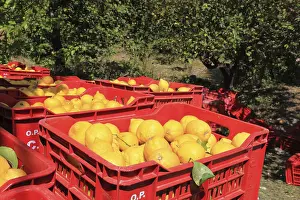 Deciduous Tree Varieties Drucke: Orange trees and boxes of picked oranges