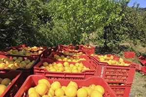 Deciduous Tree Winter Scene Drucke: Orange trees and boxes of picked oranges
